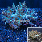 Pineapple Tree Coral Indonesia (click for more detail)