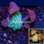 Goniopora and Protopalythoa Combo Frag (click for more detail)