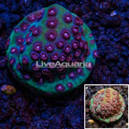 LiveAquaria® Cultured South Beach Cyphastrea Coral (click for more detail)