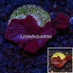 USA Cultured Red Sponge (click for more detail)