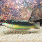 Red Cheek Wrasse  (click for more detail)