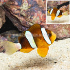 Clarkii Clownfish (click for more detail)