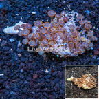 Zoanthus Coral Vietnam (click for more detail)