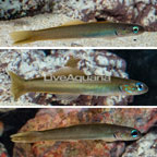Green Silk Gudgeon Goby, Trio (click for more detail)