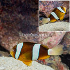 Clarkii Clownfish [Blemish] (click for more detail)