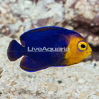 Pygmy Cherub Angelfish- TINY (click for more detail)