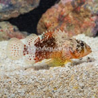 Reef Scorpionfish (click for more detail)