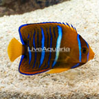 Passer Angelfish (click for more detail)