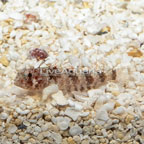 Triple Fin Blenny (click for more detail)