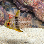 Pajama Cardinalfish  (click for more detail)