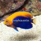 Flameback Angelfish (click for more detail)