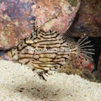 Tasseled Filefish (click for more detail)
