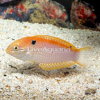 Mauritius Vivien's Leopard Wrasse [Expert Only] (click for more detail)