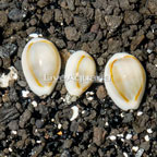 Gold Ring Cowrie, Trio. (click for more detail)