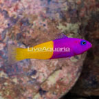 Bicolor Dottyback (click for more detail)
