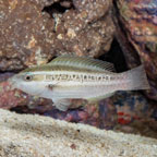 Princess Parrotfish, Juvenile (click for more detail)
