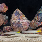 Sleeper Gold Head Goby, Pair (click for more detail)