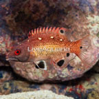 Red Diana Hogfish (click for more detail)