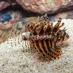 Fuzzy Dwarf Lionfish (click for more detail)