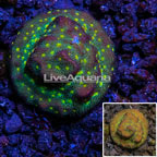 LiveAquaria® Cultured Leptastrea Coral (click for more detail)