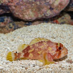 Yellowspot Scorpionfish (click for more detail)