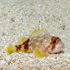 Yellowspot Scorpionfish (click for more detail)