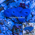 Blue Sponge Indonesia (click for more detail)