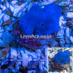 Blue Sponge Indonesia (click for more detail)