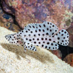 Panther Grouper (click for more detail)