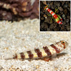 Wheeler's Goby With Red Banded Pistol Shrimp (click for more detail)