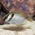 Two Barred Rabbitfish (click for more detail)