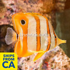Copperband Butterflyfish (click for more detail)