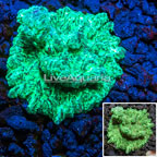 LiveAquaria® Cultured Hydnophora Coral (click for more detail)