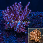 Blushing Leather Coral Vietnam (click for more detail)