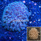 Goniopora Coral Indonesia (click for more detail)
