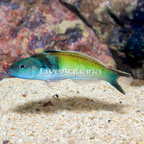 Bluehead Wrasse (click for more detail)