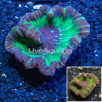 Plating Pectinia Coral Australia (click for more detail)