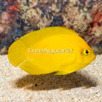 Yellow Angelfish (click for more detail)