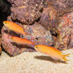 Carberryi Anthias, Trio (click for more detail)
