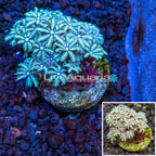 LiveAquaria® Cultured Pipe Organ Coral (click for more detail)