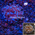 LiveAquaria® cultured Grape Coral (click for more detail)
