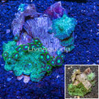 Zoanthus and Actinodiscus Combo Rock (click for more detail)