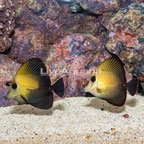 Scopas Tang, Pair (click for more detail)