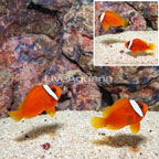 Tomato Clownfish, Pair  (click for more detail)