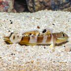 Tiger Watchman Goby  (click for more detail)