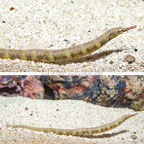 Dragonface Pipefish  (click for more detail)