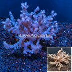 Cauliflower Colt Coral Indonesia (click for more detail)