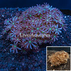 Clove Polyp Rock Indonesia (click for more detail)