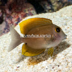 Two Spot Bristletooth Tang (click for more detail)