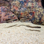 Engineer Goby, Trio (click for more detail)